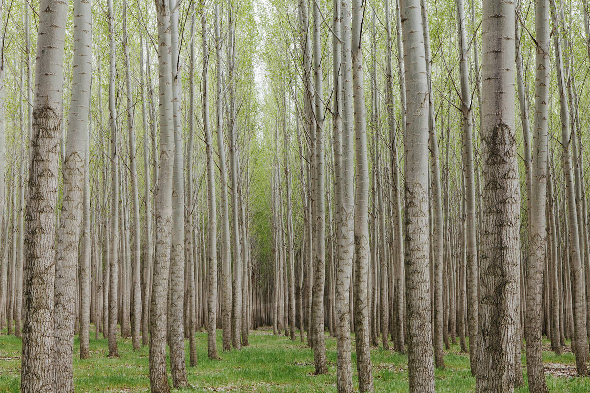 طرح زراعت چوب در ۸۸ هکتار از اراضی خراسان‌ شمالی اجرا شد